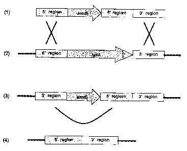 Une figure unique qui représente un dessin illustrant l'invention.